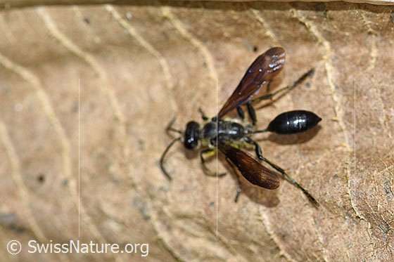 Photo: Isodontia mexicana, body length 15-20mm, on withered leaf of Dipsacus fullonum.