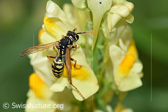 Französische Feldwespe (Polistes dominula) an Gemeines Leinkraut (Linaria vulgaris)