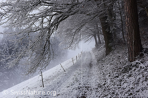 Foto: Weg am Waldrand im Winter.