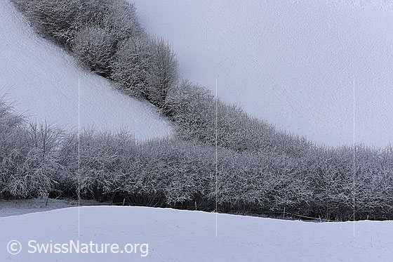 Foto: Verschneite Hecken beim Zusammenfluss zweier Bäche.