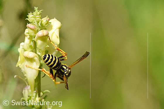 Foto: Französische Feldwespe (Polistes dominula) an Gemeines Leinkraut (Linaria vulgaris). Weibchen, Körperlänge 13-18mm.
Französische Feldwespe: Alias Polistes dominulus. Alias: Haus-Feldwespe. Früher Gallische Feldwespe genannt.
Gemeines Leinkraut: Alias: Echtes Leinkraut, Kleines Löwenmaul.