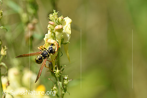 Foto: Französische Feldwespe (Polistes dominula) an Gemeines Leinkraut (Linaria vulgaris). Weibchen, Körperlänge 13-18mm.
Französische Feldwespe: Alias Polistes dominulus. Alias: Haus-Feldwespe. Früher Gallische Feldwespe genannt.
Gemeines Leinkraut: Alias: Echtes Leinkraut, Kleines Löwenmaul.