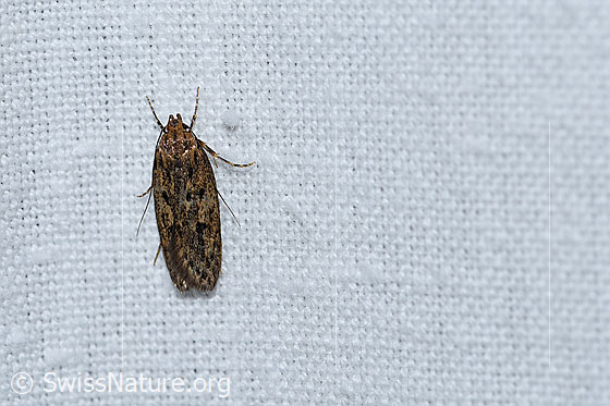 Foto: Wahrscheinlich Samenmotte (Hofmannophila pseudospretella). Ansicht von oben. Wird auch Braune Hausmotte genannt. Ansicht von oben.