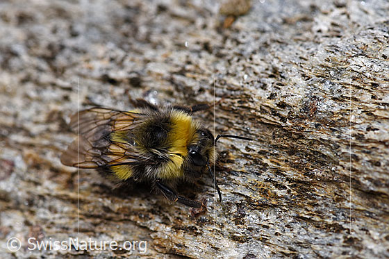 Foto: Dunkle Erdhummel (Bombus terrestris) an Felsblock. Körperlänge 11-23mm