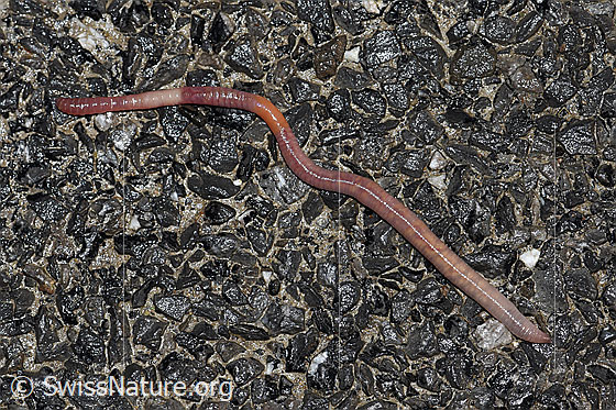Foto: Regenwurm aus der Familie der Lumbricidae (Regenwürmer)
Umgebung: Fahrstrasse entlang landwirtschaftlicher Nutzfläche.
Familie: Lumbricidae (Regenwürmer)