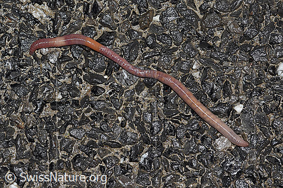 Foto: Regenwurm aus der Familie der Lumbricidae (Regenwürmer) unterwegs auf Asphalt.
Umgebung: Fahrstrasse entlang landwirtschaftlicher Nutzfläche.
Familie: Lumbricidae (Regenwürmer)