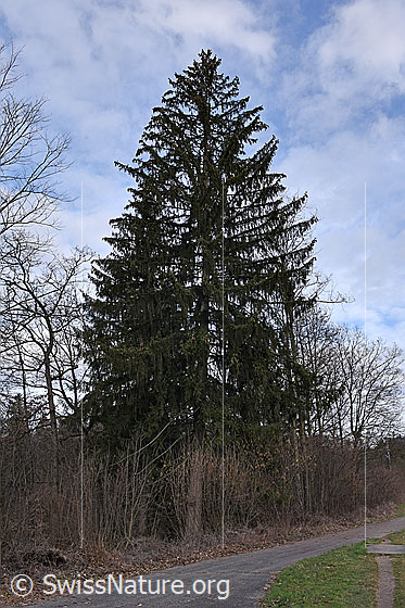 Rottanne (Picea abies)