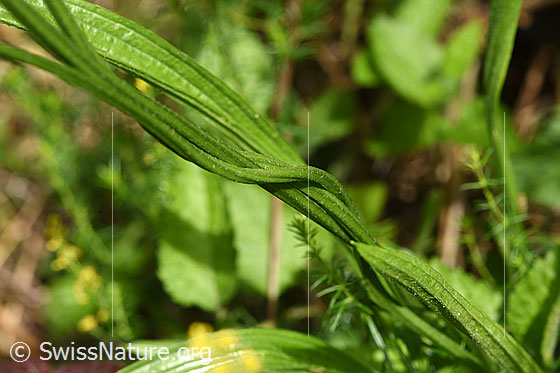 Foto: Spitzwegerich (Plantago lanceolata). Stängel.