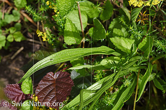 Foto: Spitzwegerich (Plantago lanceolata). Blätter und Stängel.