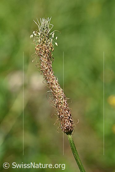 Foto: Spitzwegerich (Plantago lanceolata). Blüte.