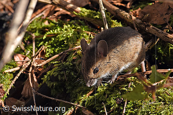 Photo: Probably Apodemus sylvaticus. Body length: 67 - 114mm. Tail length: 67 - 113mm.