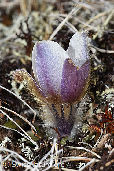 Photo: Pulsatilla vernalis. Whole plant (habiti). View from the side.