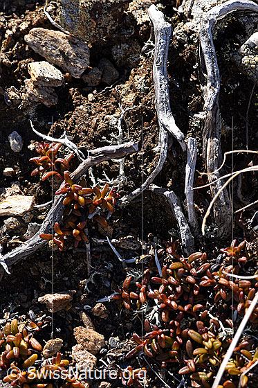 Foto: Alpenazalee (Loiseleuria procumbens). Blätter und Stämmchen. Der Durchmesser der Stämmchen nimmt pro Jahr weniger als 0.1mm zu. 