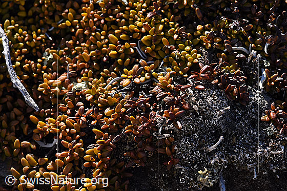 Foto: Alpenazalee (Loiseleuria procumbens). Blätter.