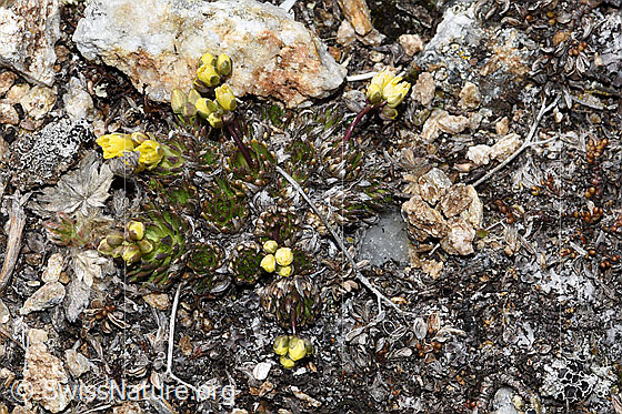 Foto: Hoppes Felsenblümchen (Draba hoppeana). Ansicht von oben.