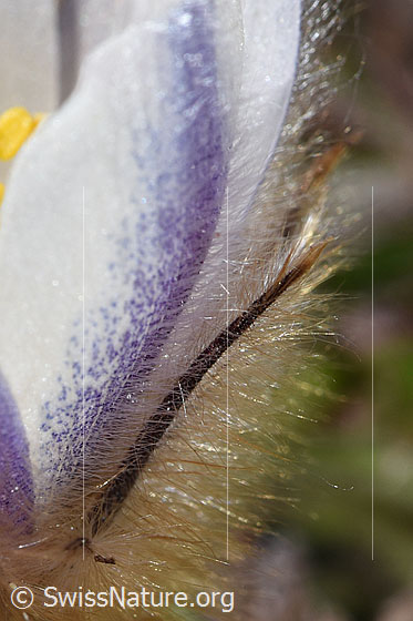 Foto: Frühlings-Anemonen (Pulsatilla vernalis). Behaarung, über welche die Frühlings-Anemone Wasser aufnehmen kann. 
