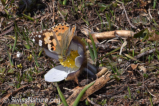 Foto: Distelfalter (Vanessa cardui) auf Frühlings-Anemonen (Pulsatilla vernalis). Distelfalter bei Nahrungsaufnahme. Flügel halb geöffnet. Ansicht von schräg oben.