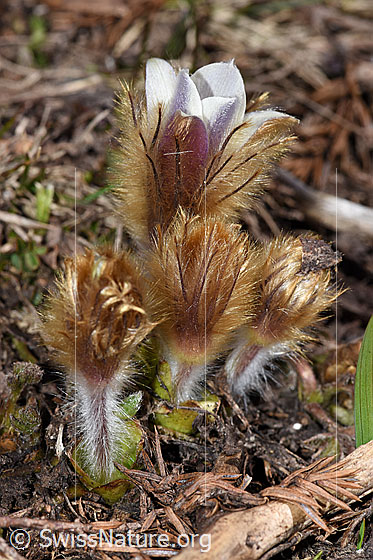 Foto: Frühlings-Anemonen (Pulsatilla vernalis). Ganze Pflanze (Habitus). Blüten noch nicht ganz geöffnet.