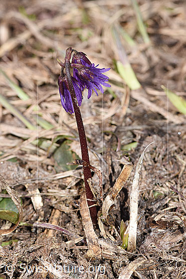 Foto: Grosses Alpenglöckchen (Soldanella alpina). Ganze Pflanze (Habitus).