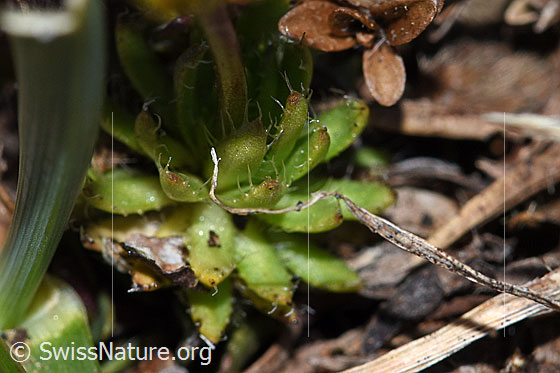 Foto: Hoppes Felsenblümchen (Draba hoppeana). Blatt-Rosette und Stängel.