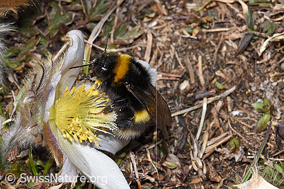 Foto: Heide-Erdhummel (Bombus cryptarum) an Frühlings-Anemone (Pulsatilla vernalis). Ansicht von der Seite.