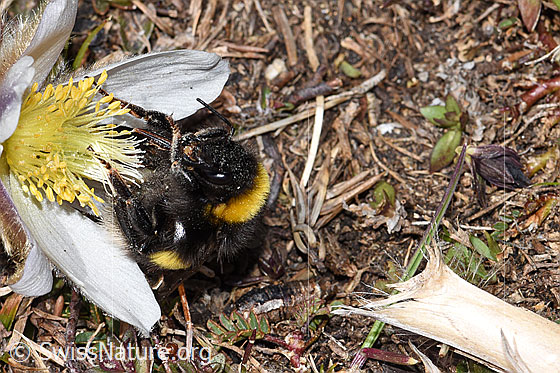 Foto: Heide-Erdhummel (Bombus cryptarum) an Frühlings-Anemone (Pulsatilla vernalis). Ansicht von vorne.