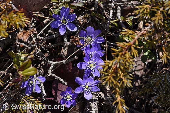 Foto: Leberblümchen (Hepatica nobilis). Blüten.