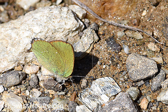 Photo: Callophrys rubi. View from diagonally above.