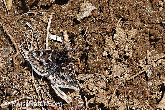 Foto: Wahrscheinlich: Metaxmeste schrankiana (Rüsselzünsler). Flügel geöffnet. Ansicht von oben.