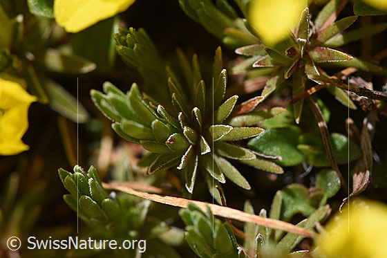 Photo: Androsace vitaliana. Leaf-Rosette.