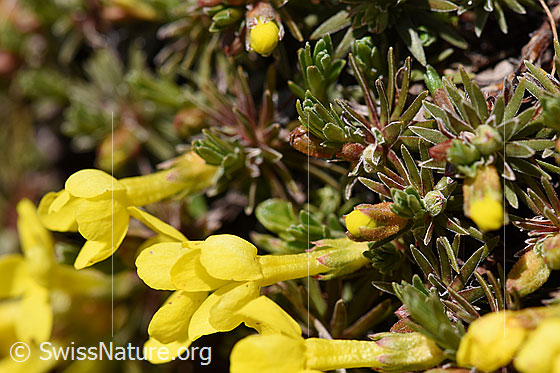 Foto: Goldprimel (Androsace vitaliana). Blüte, Stängel und Blatt-Rosette.