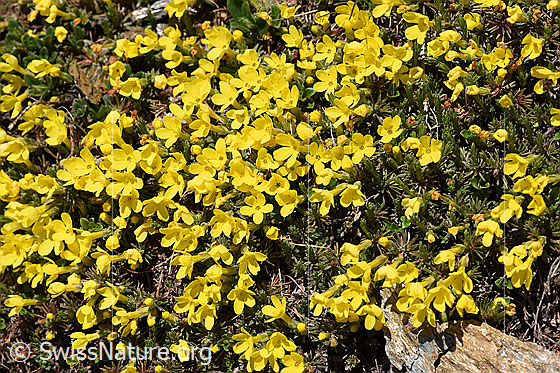 Foto: Goldprimel (Androsace vitaliana). Polster mit Blüten.