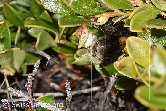 Foto: Wahrscheinlich Tonerdhummel (Bombus argillaceus) auf Immergrüner Bärentraube (Arctostaphylos uva-ursi). Länge 24 - 28mm. Ansicht von hinten.
