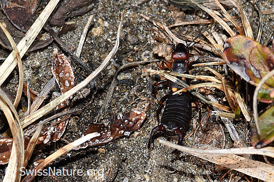 Foto: Zweipunkt-Ohrwurm (Anechura bipunctata). Ansicht von oben.