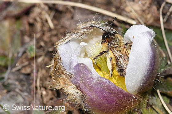 Foto: Erzfarbene Düstersandbiene (Andrena nigroaenea) an Frühlings-Anemone (Pulsatilla vernalis).
Länge 13 - 15mm. Weibchen. Ansicht von oben.