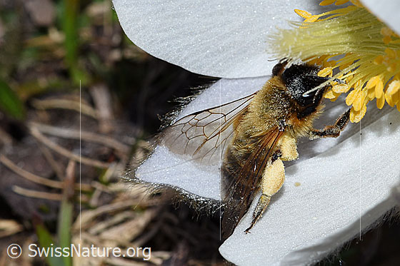 Foto: Erzfarbene Düstersandbiene (Andrena nigroaenea) an Frühlings-Anemone (Pulsatilla vernalis).
Länge 13 - 15mm. Weibchen. Ansicht von schräg oben.