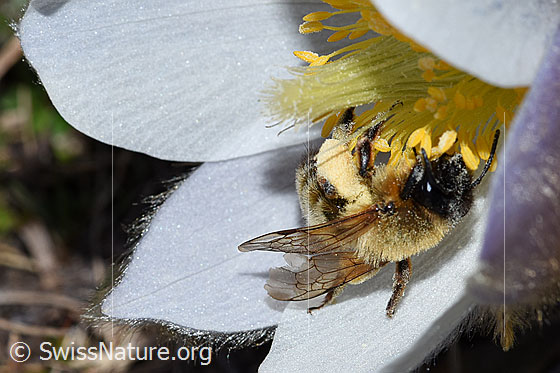 Foto: Erzfarbene Düstersandbiene (Andrena nigroaenea) an Frühlings-Anemone (Pulsatilla vernalis).
Länge 13 - 15mm. Weibchen. Ansicht von der Seite.