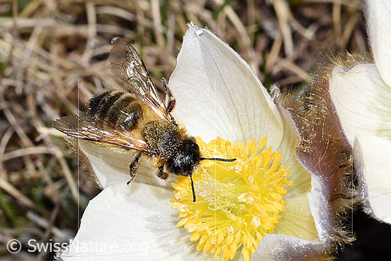 Foto: Erzfarbene Düstersandbiene (Andrena nigroaenea) auf Frühlings-Anemone (Pulsatilla vernalis).
Länge 13 - 15mm. Weibchen. Ansicht von oben.