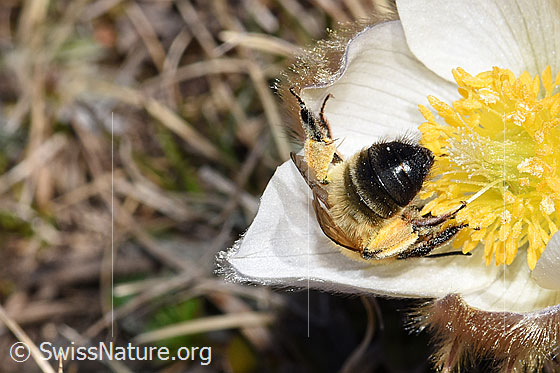Foto: Erzfarbene Düstersandbiene (Andrena nigroaenea) an Frühlings-Anemone (Pulsatilla vernalis).
Länge 13 - 15mm. Weibchen. Ansicht von hinten.