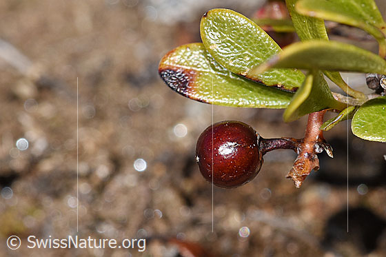 Foto: Immergrüne Bärentraube (Arctostaphylos uva-ursi). Spalierstrauch. Frucht. Wird auch Echte Bärentraube genannt.