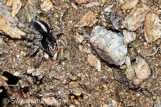 Foto: V-Fleck-Springspinne (Aelurillus v-insignitus). Männchen. Körperlänge: 4 - 5mm. Ansicht von schräg oben.