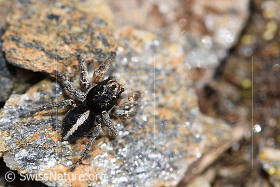 Foto: V-Fleck-Springspinne (Aelurillus v-insignitus). Männchen. Körperlänge: 4 - 5mm. Ansicht von oben.