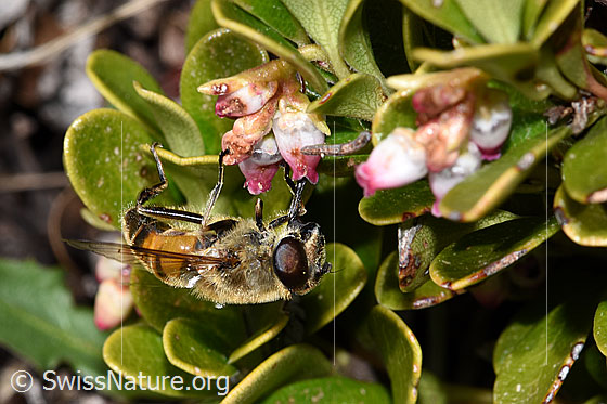 Foto: Mistbiene (Eristalis tenax) an Immergrüner Bärentraube (Arctostaphylos uva-ursi). Ansicht von der Seite.