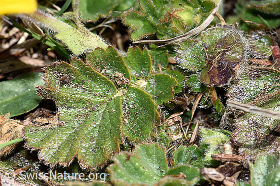 Photo: Geum montanum. Leaves.