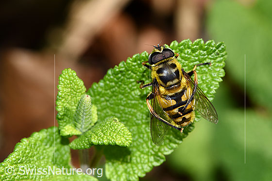 Foto: Totenkopfschwebfliege (Myathropa florea). Männchen. Auf Blatt eines Salbeiblättrigen Gamander (Teucrium scorodonia) sitzend und die Flügel reinigend. Ansicht von oben.