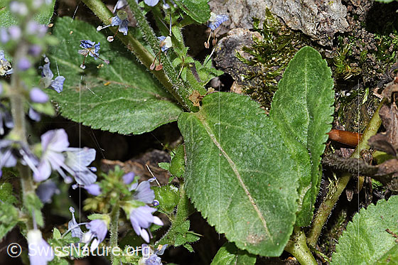 Foto: Wahrscheinlich Gebräuchlicher Ehrenpreis (Veronica officinalis). Blätter und Stängel.