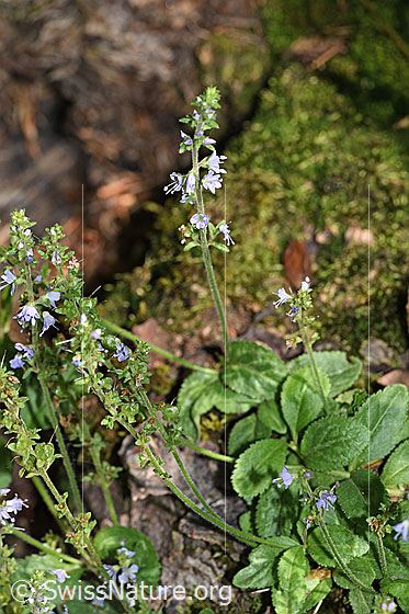 Foto: Wahrscheinlich Gebräuchlicher Ehrenpreis (Veronica officinalis). Ganze Pflanze (Habitus).