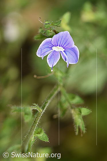 Foto: Wahrscheinlich Gamander-Ehrenpreis (Veronica chamaedrys). Blüte.