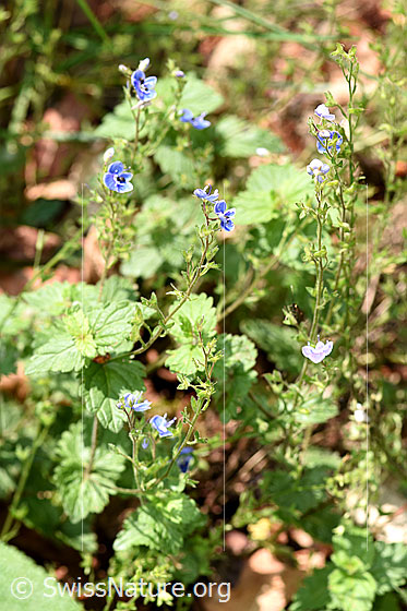 Foto: Wahrscheinlich Gamander-Ehrenpreis (Veronica chamaedrys). Ganze Pflanze (Habitus).