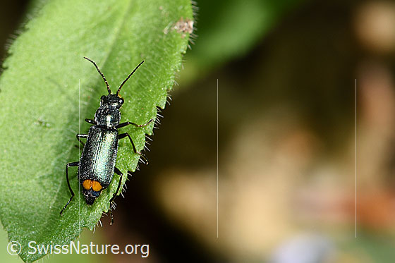 Foto: Clanoptilus elegans (Zipfelkäfer). Länge 5 - 6mm. Ansicht von oben.